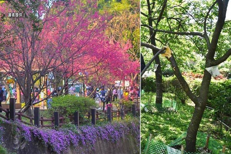 中壢區莒光公園是桃園市知名的櫻花公園，粉紅櫻花盛開搭配貫穿公園的黃屋庄溪形成優美水岸景色。近來，園內有10多棵櫻花樹遭人為扯斷破壞。（讀者提供、記者李容萍攝；本報合成）