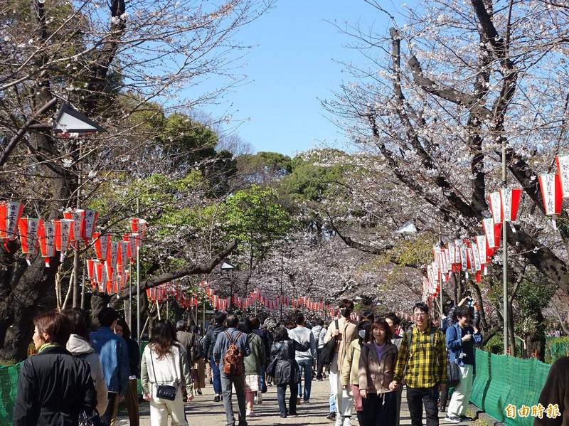 今年京都櫻花於3月26日盛開，是1200多年以來的最早的一次。日本櫻花示意圖。（資料照）
