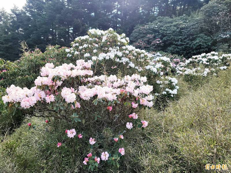 合歡山滑雪山莊後方往合歡東峰登山步道口的玉山杜鵑也開了。(記者佟振國攝) 合歡山滑雪山莊後方往合歡東峰登山步道口的玉山杜鵑也開了。(記者佟振國攝)