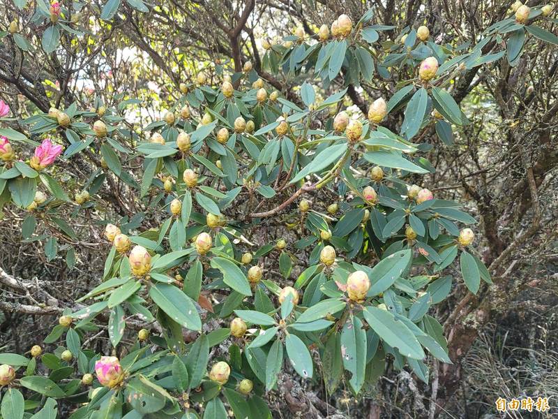 目前樹上仍結滿待綻放的花苞,後續花況可期。(記者佟振國攝) 目前樹上仍結滿待綻放的花苞,後續花況可期。(記者佟振國攝)