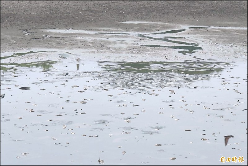 台南市六甲區知名古剎赤山龍湖巖的水塘幾乎乾涸見底，魚隻在剩餘積水掙扎。（記者楊金城攝）