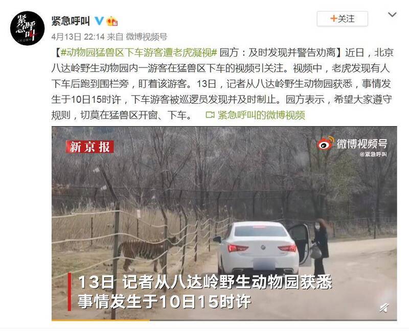 中國網路日前流傳1段影片，並稱「距離老虎不足4米！疑似北京八達嶺野生動物園1女子在猛獸區下車」，引發關注。（圖翻攝自微博）