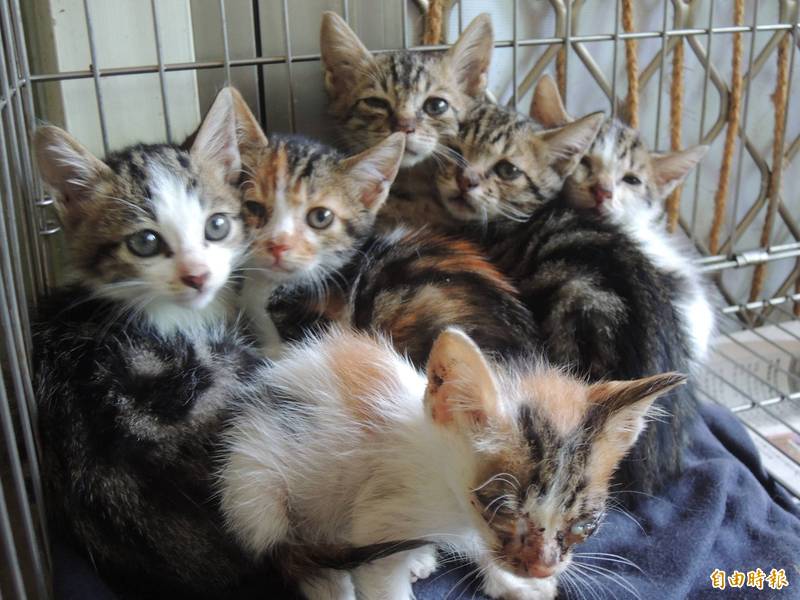 王姓婦人在家中不當飼養的19隻貓1隻狗被罰28萬,法官認屏府縣府「裁罰怠惰」撤罰。示意圖,與本新聞無關。(資料照) 王姓婦人在家中不當飼養的19隻貓1隻狗被罰28萬,法官認屏府縣府「裁罰怠惰」撤罰。示意圖,與本新聞無關。(資料照)