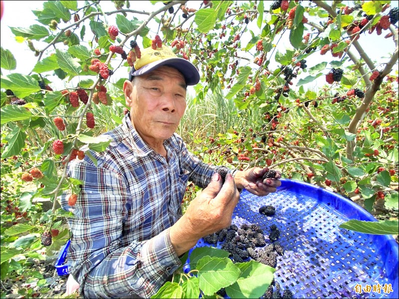 桑椹盛產價格腰斬，農友豐收的笑容不見了。（記者蔡宗勳攝）