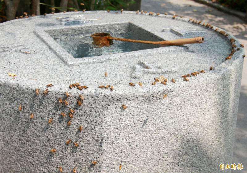 懂喝 彰化清水岩寺湧泉不斷蜜蜂排排站喝甘露泉 生活 自由時報電子報