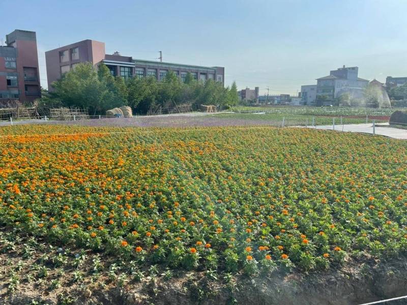 大古山野百合花季農趣5/1登場，各種花卉已陸續綻開。（蘆竹區公所提供）