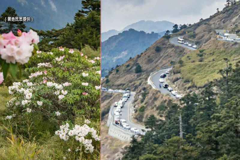 合歡山杜鵑花季吸引大量賞花車潮，加上台14甲線部份路段施工交管，回堵車流在U型山路繞了好幾圈。（曾姓民眾提供；本報合成）