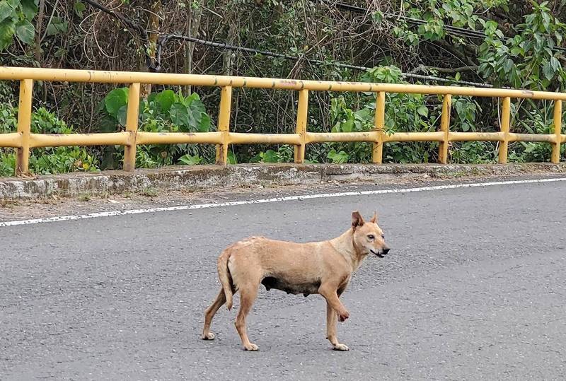 台灣動物緊急救援小組曾援救一隻遭補獸鋏夾斷腿的狗媽媽，還忍痛哺乳初生幼犬。（台灣動物緊急救援小組提供）