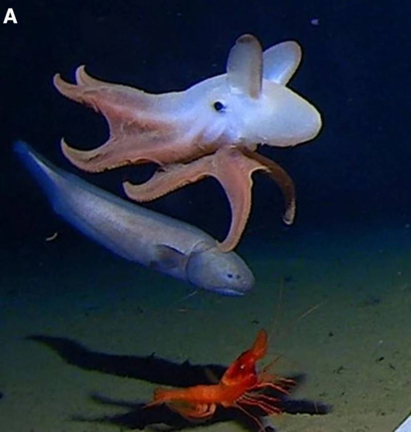此為小飛象章魚示意圖，非本次發現新種之照片。（圖擷自Marine Biology）