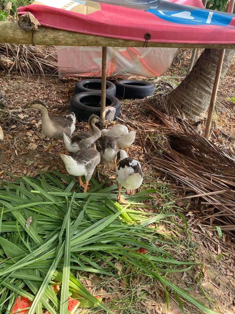 旗山婦人飼養的6隻雛鵝失蹤後，靠著沿路的鵝屎成功找回。（民眾提供）