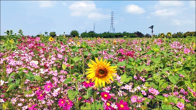 台南五月花海等著大家來賞花。（南市農業局提供）