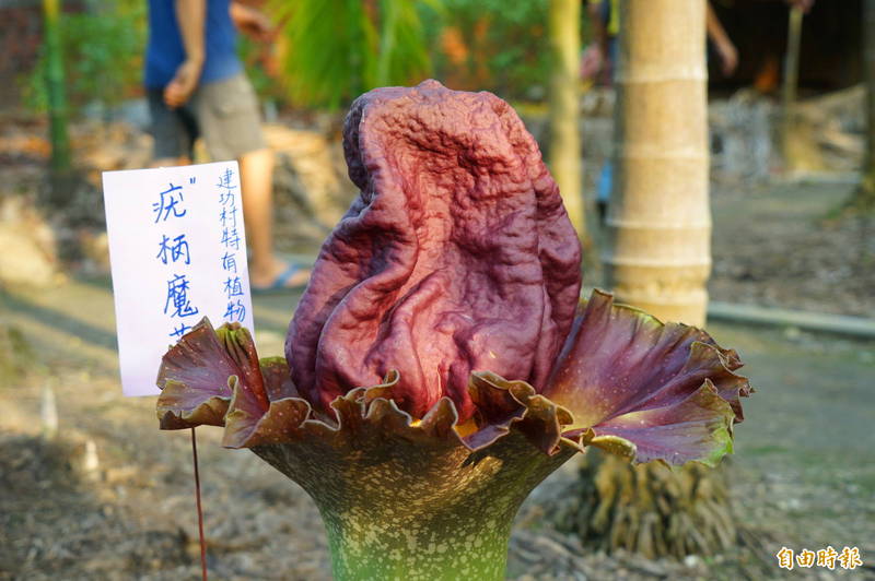 梅雨季放 雷公屁 珍稀原生植物百花齊放卻臭到翻 生活 自由時報電子報