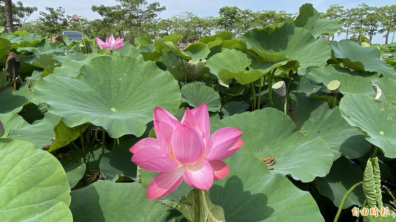 蓮花開了。（記者楊金城攝）