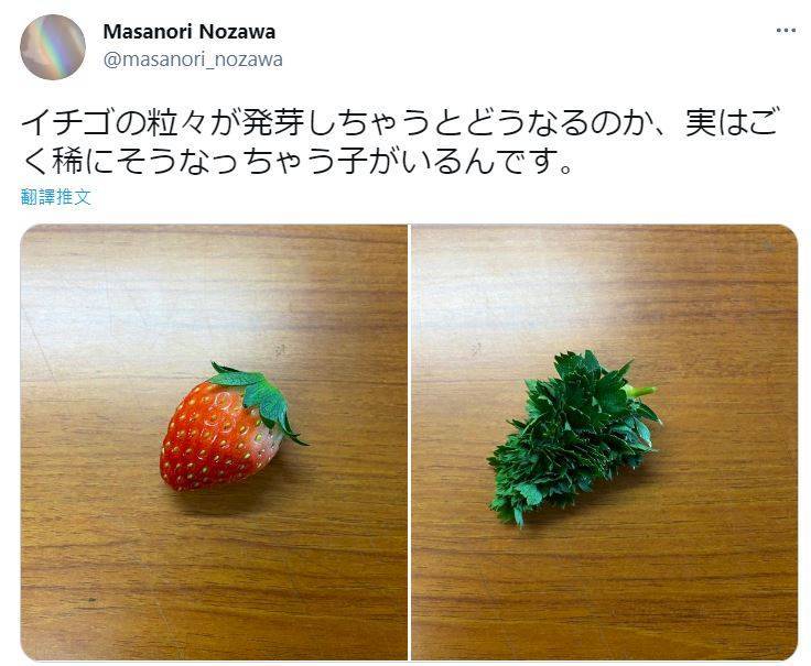 野澤正則貼出草莓發芽的照片，因為模樣看起來實在是太過奇特，宛如變成了「小耶誕樹」。（圖取自推特「@masanori_nozawa」）