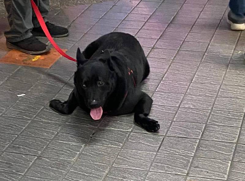 原PO在《路上觀察學院》社團分享一張台灣犬趴地休息的照片，萌樣像極了海豹，短短7小時就吸引1.1萬網友朝聖。（圖為網友王海柔授權提供）