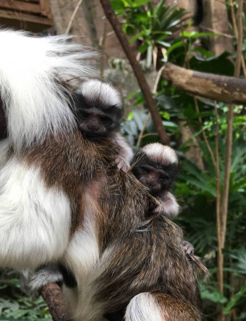 新生仔猴的重量通常會是媽媽的15至20%。（圖由台北市立動物園提供）