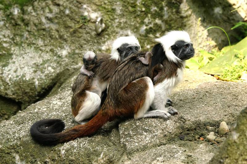 除了仰賴爸爸分擔外，棉頭絹猴家族中其他成員都是協助育幼工作的小幫手。（圖由台北市立動物園提供）