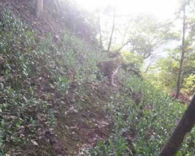 中國浙江省杭州市野生動物世界日前發生金錢豹（豹，又名花豹）外逃事件，目前仍有一隻在逃，園方未在第一時間通報引發外界批評。（圖取自微博）