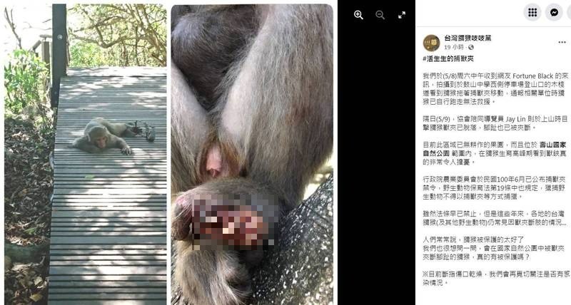 人猴共處推廣團隊「台灣獼猴吱吱黨」昨PO文指出，日前有網友在壽山國家自然公園目擊，有獼猴被捕獸夾夾到腳，無法脫困的牠只能忍痛在地上拖行。（圖擷自臉書，由台灣獼猴共存推廣協會提供）