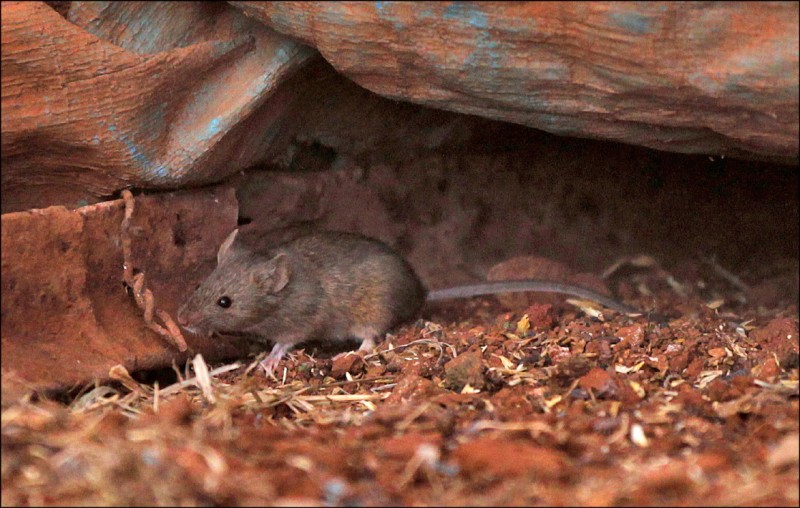 從雪梨一座穀倉跑出來的老鼠。（路透檔案照）