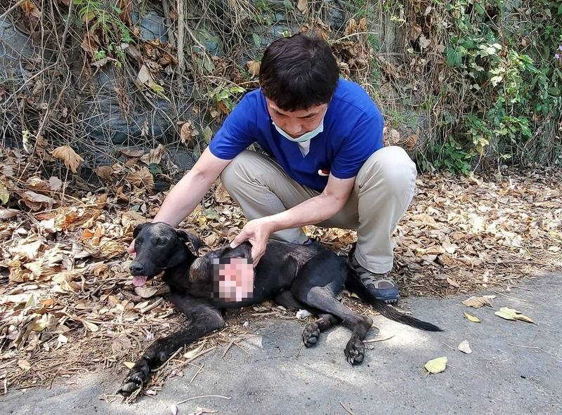 高雄流浪狗疑遭刀斬斷狗腿，緊急送醫截肢保命。（台灣動物緊急救援小組提供）