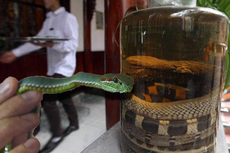 中國黑龍江一位父親為了替兒子治病，特意購入3隻毒蛇來泡藥酒，沒想到1年後打開，毒蛇竟然「復活咬人」。（示意圖，本報合成）