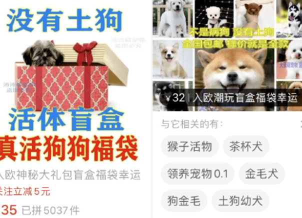 中國本月2度爆 寵物盲盒 快遞公司道歉關閉站點 國際 自由時報電子報