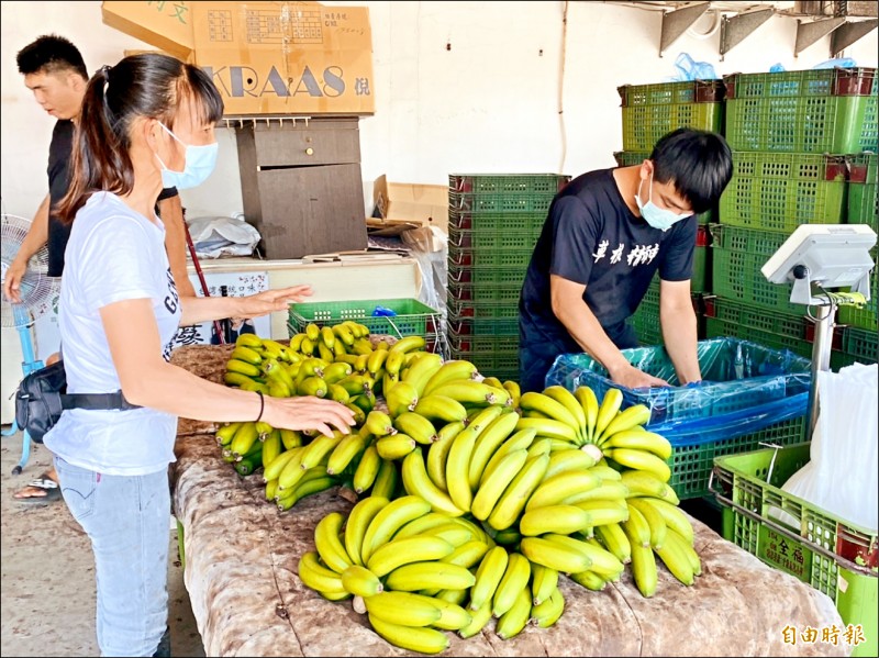 香蕉價格腰斬，蕉農、盤商都叫苦連天。（記者蔡宗勳攝）