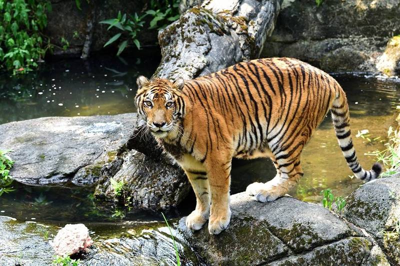 安徽蚌埠市張公山動物園傳出老虎襲擊飼養員的死亡意外。此為老虎示意圖非當事老虎。（北市動物園提供）