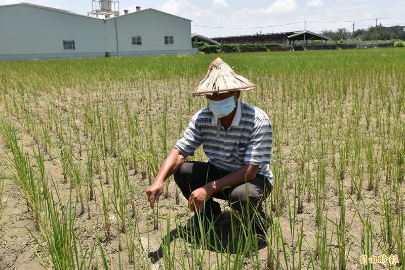 四湖鄉80歲老農指著眼前一期稻作無奈說，因地下水水質鹽分過高，大片稻作被鹹死，整片無法收成。（記者黃淑莉攝）