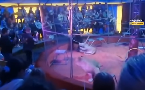 俄罗斯22日1场小型马戏团表演，有2头母狮突然兽性大发，将训兽师扑倒在地，紧紧咬住训兽师的大腿，将人拖行在地，惊悚画面让现场民众尖叫连连。（图撷取自youtube）(photo:LTN)