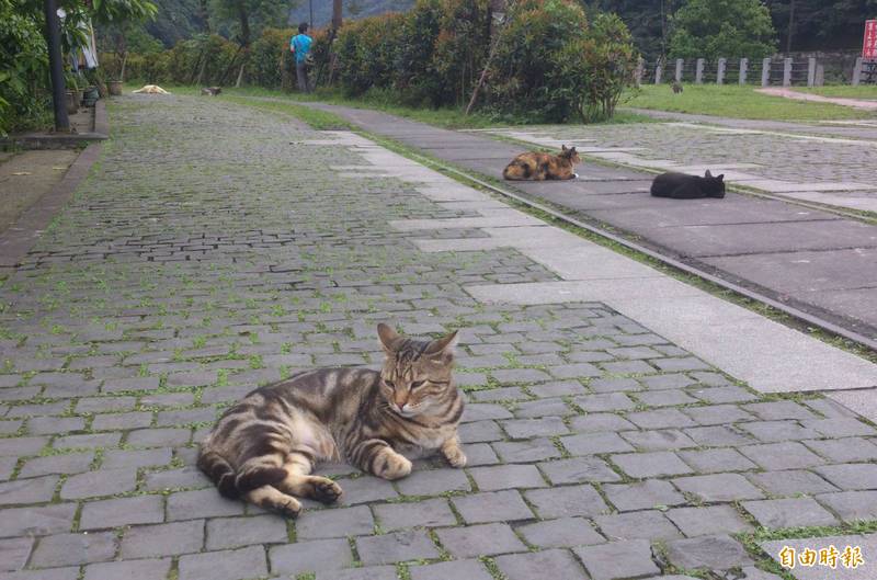 圖為瑞芳猴硐貓村街貓成群。示意圖（資料照）