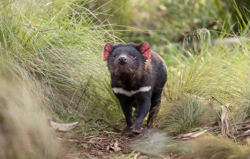 澳洲动保组织说，「塔斯马尼亚恶魔」3000多年来首度在澳洲大陆的野外诞生，有望为该濒临灭绝的物种带来繁殖希望。（法新社）(photo:LTN)
