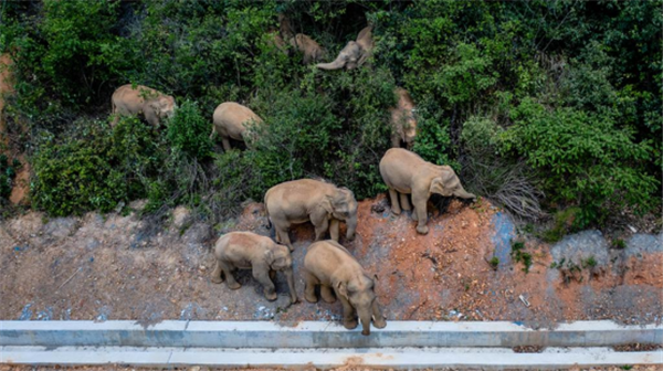 中國西雙版納一群亞洲象向北遷徙引發關注，15頭大象29日位于雲南省玉溪市紅塔區。（圖取自微博）