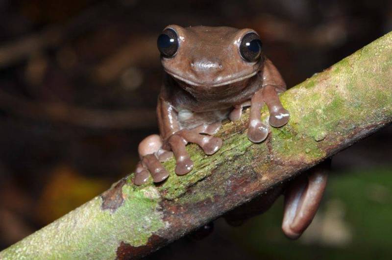 巧克力珍珠奶茶？生物學家發現青蛙新物種看起來很可口- 蒐奇- 自由時報電子報