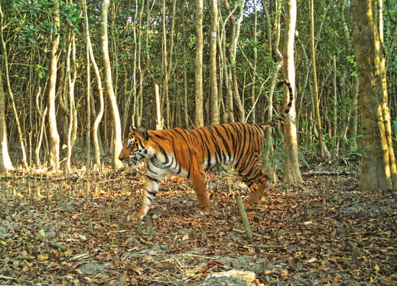 孟加拉1名50歲男子塔路克德（Habib Talukder）被控過去20年來，在蘇達班（Sundarbans）森林，殺死70隻老虎，日前終於落網。示意圖。（法新社）