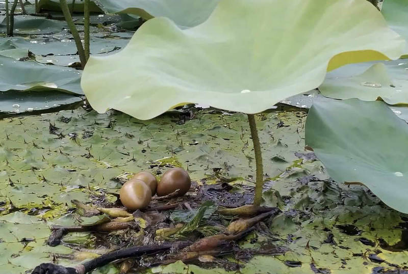 水雉築巢下蛋。（水雉園區提供）