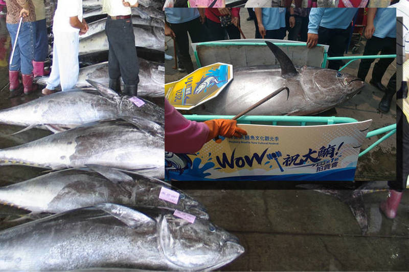 東港黑鮪魚捕獲量自2007年達到4453尾的波段高峰後,開始逐年下滑,這股跌勢直到去年的2942尾,出現劇烈反轉。(本報合成) 東港黑鮪魚捕獲量自2007年達到4453尾的波段高峰後,開始逐年下滑,這股跌勢直到去年的2942尾,出現劇烈反轉。(本報合成)