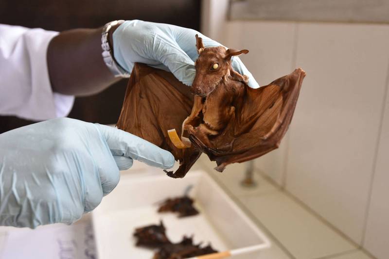 中研究稱蝙蝠是武肺源頭牛津大學打臉 華南市場沒賣蝙蝠 國際 自由時報電子報