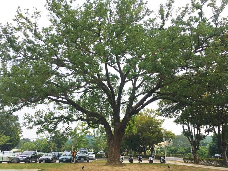 台南不少老樹出現在台劇，民眾端午宅在家追劇，也可線上觀賞老樹，圖為山上水道博物館樟樹。（圖由南市農業局提供）