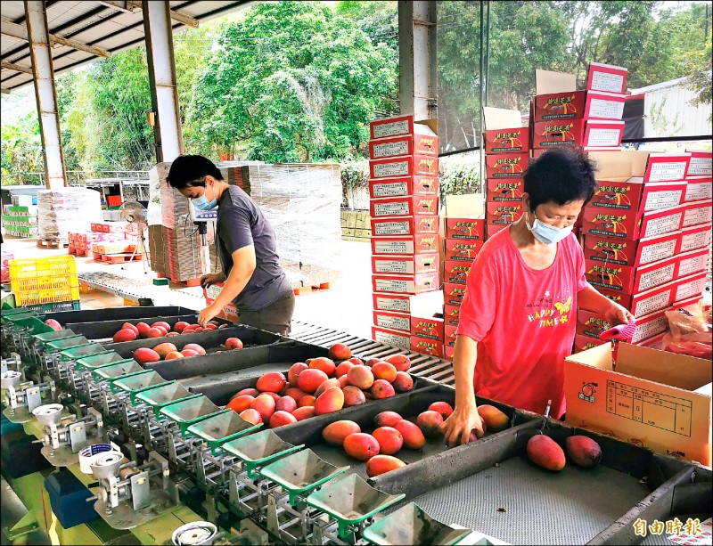 台南山區愛文芒果進入產季，南化啟動收購、運銷作業。（記者吳俊鋒攝）