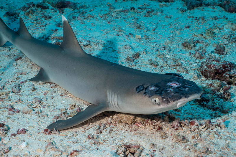 马来西亚一只灰三齿鲨头部有斑点及溃烂的状态，引发关注，相关研究人员及动保组织团队进行实地潜水搜寻后发现，该海域许多礁鲨都有类似的病变。（路透）(photo:LTN)