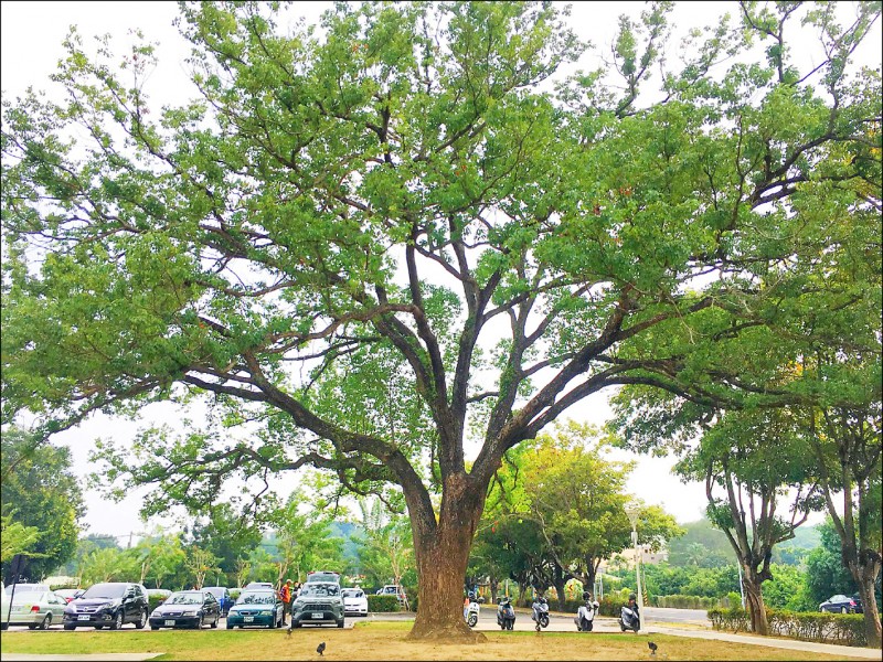 夯劇背景老樹台南農業局拍給你看 臺南市 自由時報電子報