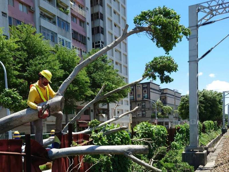 台鐵桃園到內壢間國際路平交道路樹倒塌，工務人員忙著移除。（圖由台鐵提供）