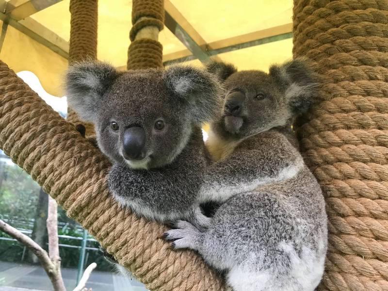 屬於晨昏型動物的無尾熊們，傍晚時分最是活耀。（圖由台北市立動物園提供）