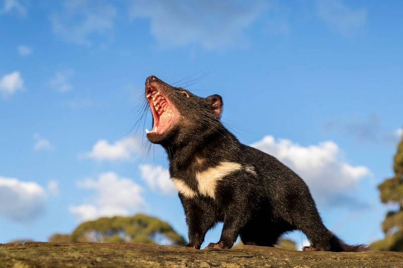 澳洲瑪麗亞島引入有「塔斯馬尼亞惡魔」之稱的袋獾，孰料卻造成島上原生種的浩劫，數千隻小藍企鵝更是被吃光光。（路透）