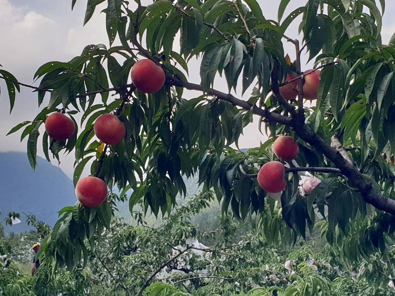武陵農場水蜜桃結實纍纍，年產量約4萬台斤。（圖由武陵農場提供）