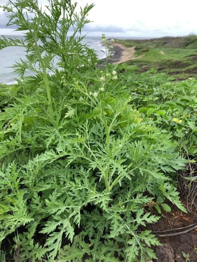 澎湖本島龍門土地公廟旁濱海道路，出現外來入侵種銀膠菊。（圖由洪江鎮提供〉