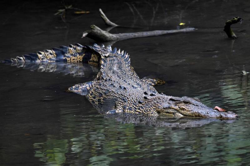 墨西哥塔毛利帕斯州（Tamaulipas）近日發生1起鱷魚咬死人的悲劇，有名婦人在河邊洗衣時，突然遭到鱷魚攻擊，直接被鱷魚咬入河中，當場失去性命。（法新社）