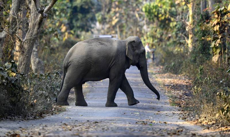 印度傳出1頭雄性大象殺害當地16名村民，目前野生動物官員正在追蹤牠的動向。印度大象示意圖。（歐新社）